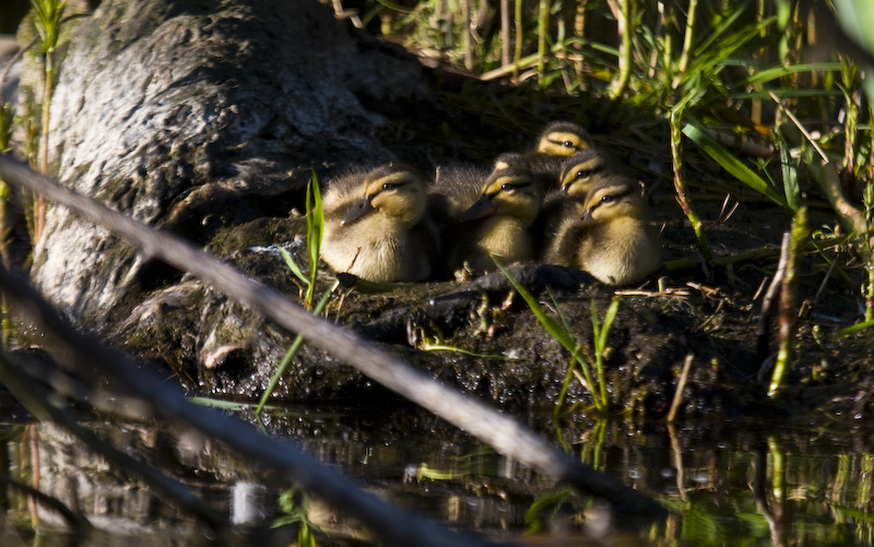 Mallard Ducklings